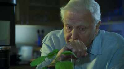 But how does this leaf know - The Green Planet