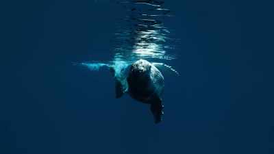But how to navigate 3,000 miles 
through a featureless ocean,  - Super/Natural