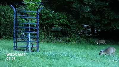 But how will the deer react - James May and the Dull Men