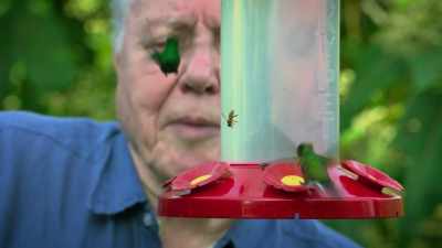 But hummingbirds also use
their ability to see colour - Attenborough's Life in Colour
