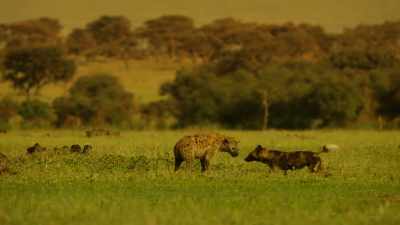 But hunger brings
its own determination. - Serengeti