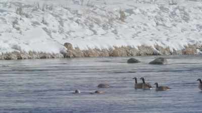 But this hunt, on land, - Epic Yellowstone