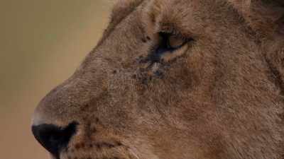 But hunting cattle
can lead to disaster. - Dynasties