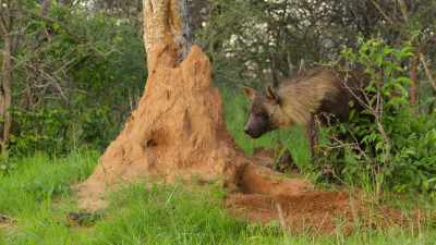 But this hyena is out of luck. - Wild Babies
