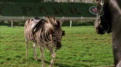 But I am a horse - Racing Stripes