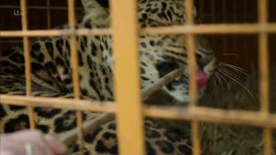 'But I doubted
that the owners that I had met - Britain's Tiger Kings - On the Trail with Ross Kemp