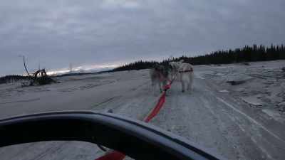 But when I have this
many dogs hooked up on ice. - Life Below Zero: Next Generation