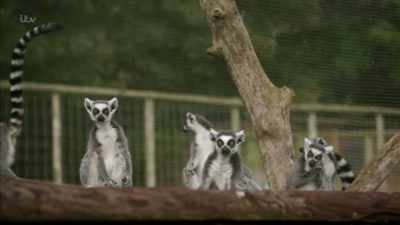 'But I was here
to see one species in particular.' - Britain's Tiger Kings - On the Trail with Ross Kemp