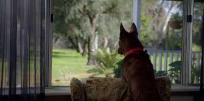 But when I saw him with Nelson, - Koko: A Red Dog Story