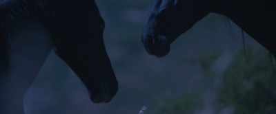 But that I shouldn't worry - Black Beauty