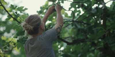 But I thought,
maybe I could use the fig leaves. - Chef's Table: Pizza