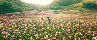 But if we grow poppies, - The White Storm 3: Heaven or Hell