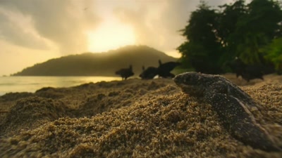 'But if this hatchling
can make it to the sea, - A Year on Planet Earth