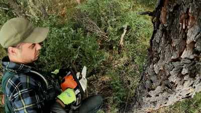 But if this tree doesn't
fall in the right direction, - Life Below Zero: Next Generation