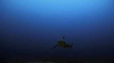 But in 2012,
scientists counted 40, - Shark Attack Files