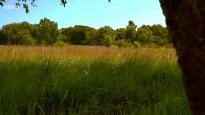 But in a tiny meadow
nestled beneath the Brecon Beacons, - Wales: Land of the Wild