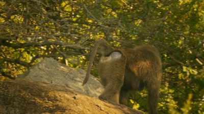 But once in a while
he must drink there, too. - Serengeti