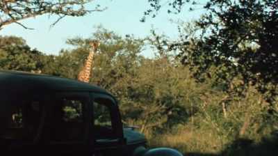 But in this field
where we needed that expertise - The Woman Who Loves Giraffes