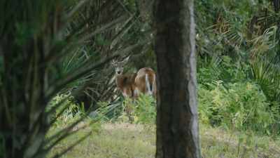 But in Florida, this place
could be wiped clean just like that. - Path of the Panther