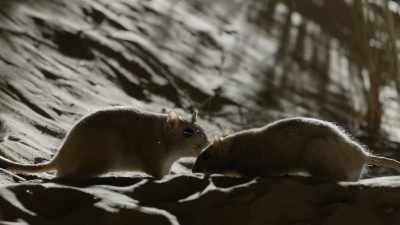 But as in human society, - When Nature Calls with Helen Mirren
