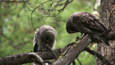 But as in human society, - When Nature Calls with Helen Mirren