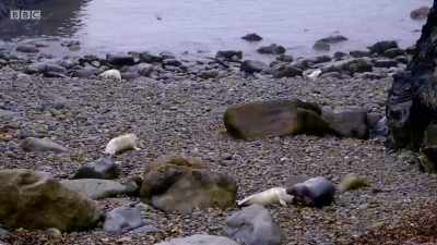 But in just a few weeks' time, - Wales: Land of the Wild