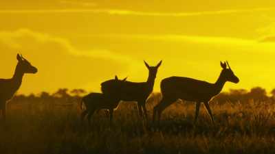 But in this land, another day
can mean yet another trial. - Serengeti