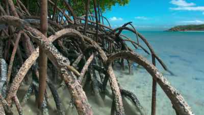 But in Northern Australia - Blue Planet II
