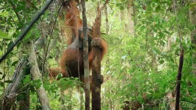 But in orangutan society, size brings status. - Big Beasts
