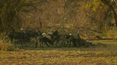 But in our land, catching
a meal is not enough - - Serengeti