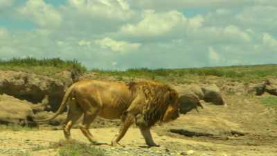 But in our land,
nothing easy ever lasts long. - Serengeti