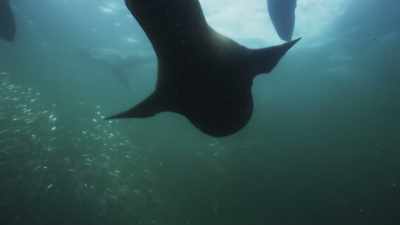 But in recent years, - Planet Earth III
