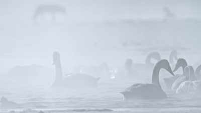 But even in this sanctuary,
safety is not a given. - Epic Yellowstone
