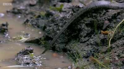 But in the coming days
it will get hotter - Wales: Land of the Wild