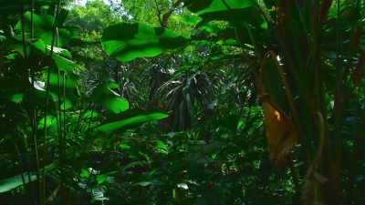 But in the forest, - The Secret Lives of Animals