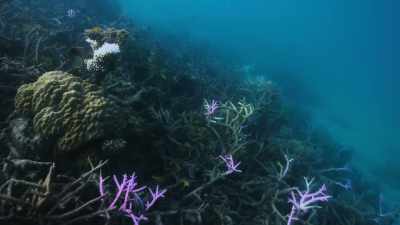 But in the last decade, - Attenborough's Life in Colour