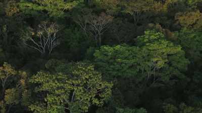 But in the tropical world,
that isn't always so. - The Green Planet