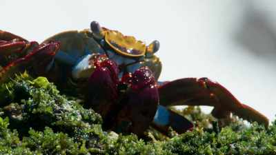 But in two hours' time
when the tide starts to turn, - Blue Planet II