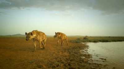 But in winning one battle,
she lost another. - Serengeti
