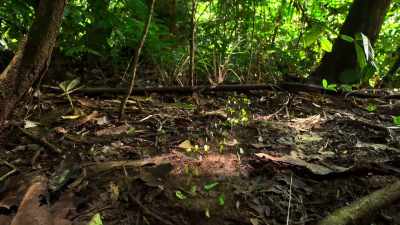 But to increase efficiency,
the ants keep their paths clear of debris. - Our Planet