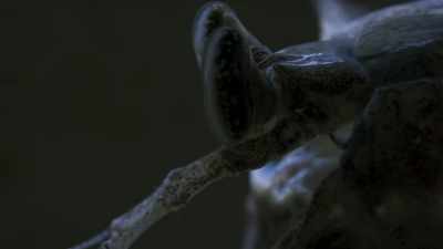 But infidelity comes at a price. - Blue Planet II