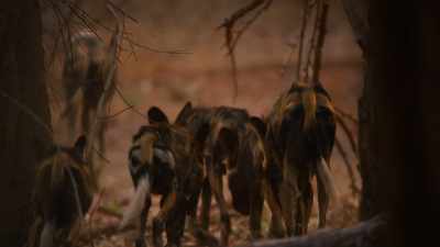 But instead, Blacktip leads them,
marching on into the gloom. - Dynasties