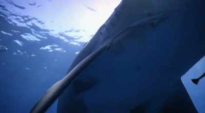 But investigators suspect
there's something else that - Shark Attack Files