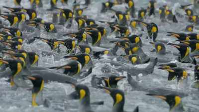 But this is a dangerous
place to loiter. - Frozen Planet II