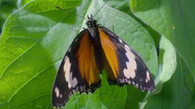 But this is a different species
entirely - a danaid butterfly. - Attenborough's Life in Colour