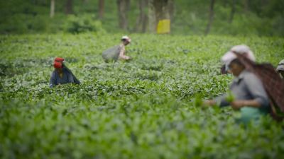 But this is a tea plantation. - Big Beasts