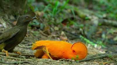 But is this male as impressive...
up close? - Dancing with the Birds