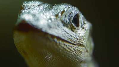 But this is no ordinary lizard. - The Secret Lives of Animals
