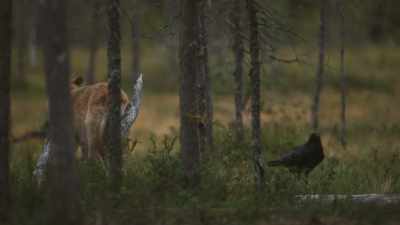 But this is not a one-day match. - Wild Nordic