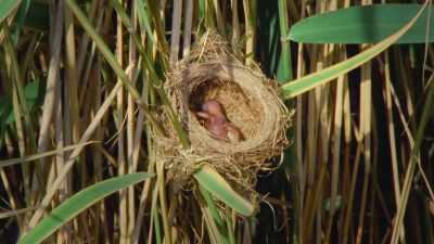 But this is not a reed warbler. - Wild Babies